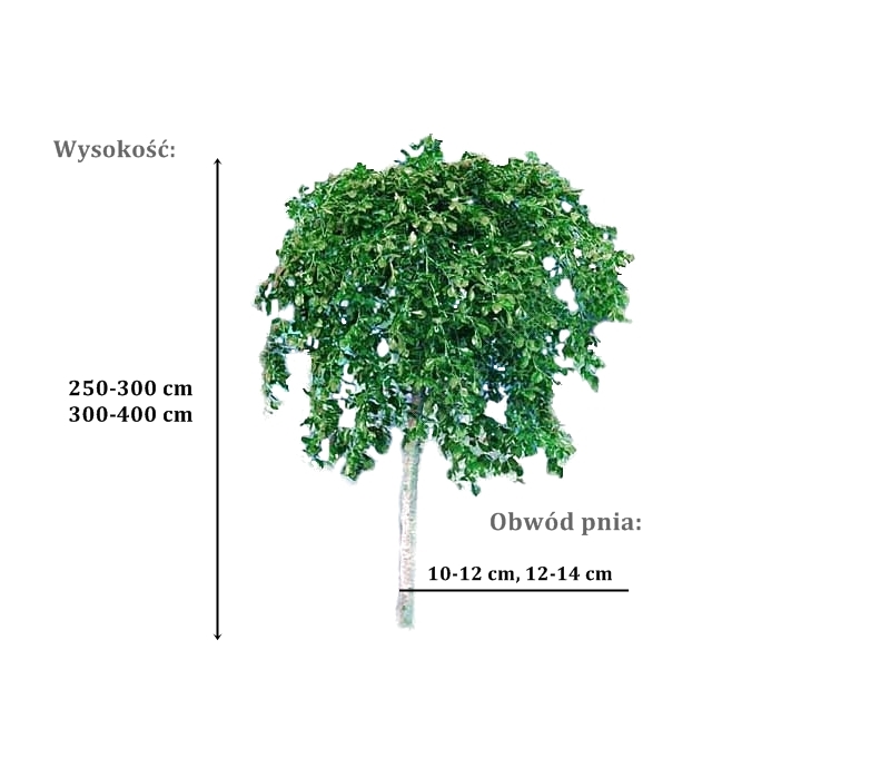 buk pendula - duze sadzonki drzewa o roznych obwodach pnia